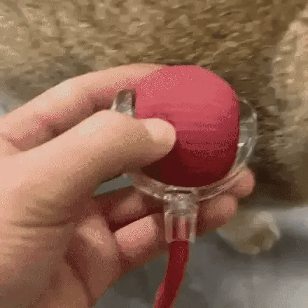 Pelota interactiva automática para gatos y perros